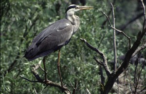 Серая цапля (Ardea cinerea)